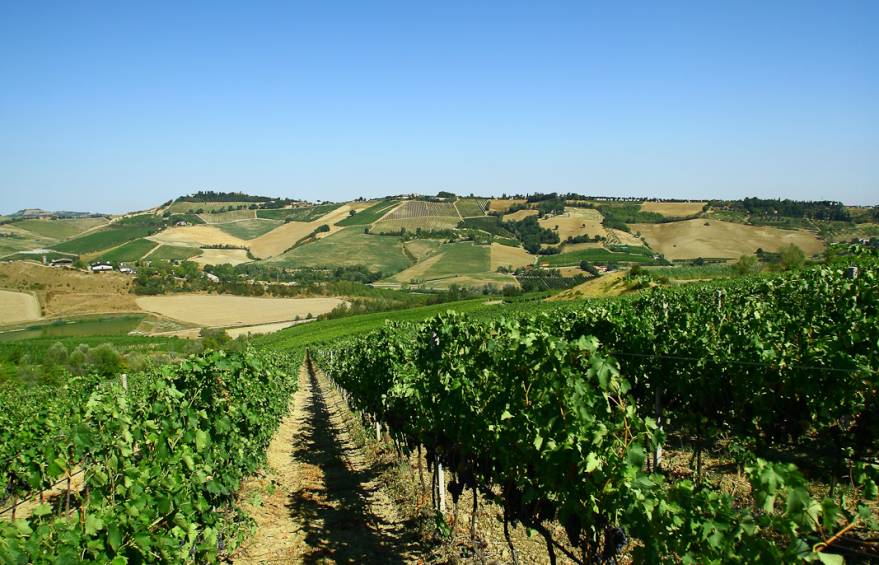 giardino delle viti - tenuta Montecatone